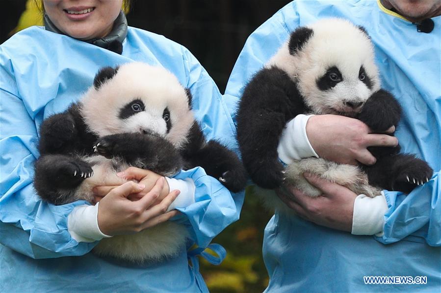 Two Giant Pandas Born in Belgium Win 'Panda Cub of the Year