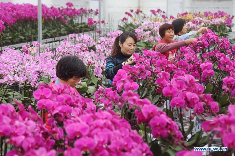 Shangdang Township's Burgeoning Flower Industry Helps Women
